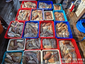 제주왔어호(9.77톤) 4월 28,29일 갑오징어 조황보고 선상낚시로 잡은 물고기 조황