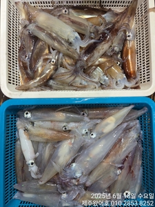 제주왔어호(9.77톤) 6월 17일 야간한치 조황 선상낚시로 잡은 물고기 조황