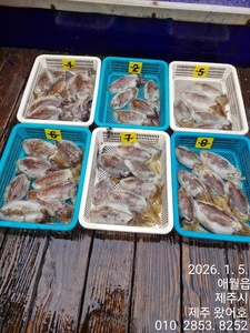 제주왔어호((9.77톤))26년 1월 4,5일 갑오징어 조황 선상낚시로 잡은 물고기 조황