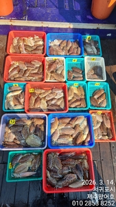 제주왔어호((9.77톤)) 3월 14일 갑오징어 조황 선상낚시로 잡은 물고기 조황