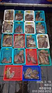 제주왔어호((9.77톤)) 2월 19일 갑오징어 조황 선상낚시로 잡은 물고기 조황