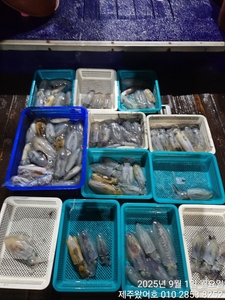 제주왔어호((9.77톤)) 8월 30일 저녁반~9월 1일 새벽반무늬오징어 선상낚시로 잡은 물고기 조황