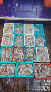 제주왔어호((9.77톤))26년 1월 14일 갑오징어 조황 선상낚시로 잡은 물고기 조황