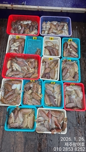 제주왔어호((9.77톤))26년 1월 26일 갑오징어 조황 선상낚시로 잡은 물고기 조황