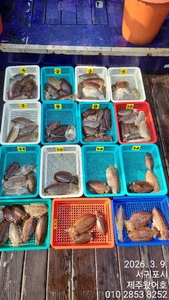 제주왔어호((9.77톤)) 3월 9일 갑오징어 조황 선상낚시로 잡은 물고기 조황