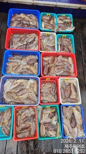 제주왔어호((9.77톤)) 2월 11일 갑오징어 조황 선상낚시로 잡은 물고기 조황