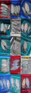 제주왔어호(9.77톤) 9월 12일 출항 야간무늬오징어팁런조황 선상낚시로 잡은 물고기 조황