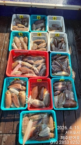 제주왔어호((9.77톤)) 4월 15일 갑오징어 조황 선상낚시로 잡은 물고기 조황