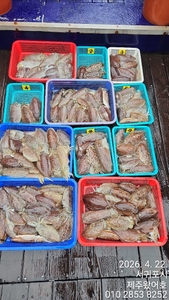 제주왔어호((9.77톤)) 4월 22일 갑오징어 조황 선상낚시로 잡은 물고기 조황