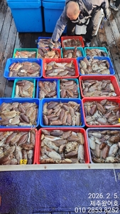 제주왔어호((9.77톤)) 2월 5일 갑오징어 조황 선상낚시로 잡은 물고기 조황