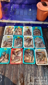 제주왔어호((9.77톤)) 3월 27일 갑오징어 조황 선상낚시로 잡은 물고기 조황