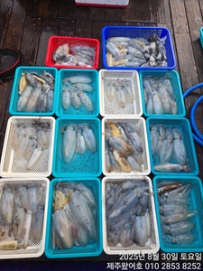 제주왔어호((9.77톤)) 8월 27일 저녁반~30일 새벽반무늬오징어 조 선상낚시로 잡은 물고기 조황