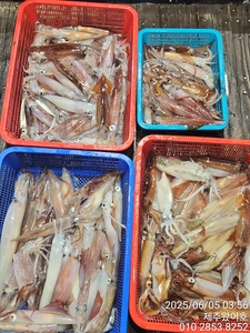 제주왔어호(9.77톤) 6월 4일 야간한치 조황 선상낚시로 잡은 물고기 조황