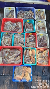 제주왔어호((9.77톤)) 2월 13일 갑오징어 조황 선상낚시로 잡은 물고기 조황