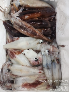 제주왔어호(9.77톤) 7월 2일 야간한치 조황 선상낚시로 잡은 물고기 조황