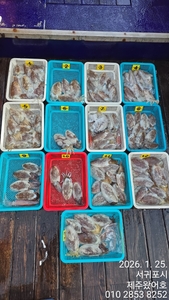 제주왔어호((9.77톤))26년 1월 25일 갑오징어 조황 선상낚시로 잡은 물고기 조황