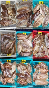 제주왔어호((9.77톤)) 3월 23,24일 갑오징어 조황 선상낚시로 잡은 물고기 조황