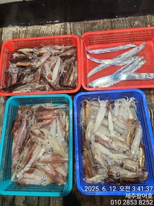 제주왔어호(9.77톤) 6월 11일 야간한치 조황 선상낚시로 잡은 물고기 조황