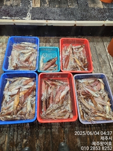 제주왔어호(9.77톤) 6월 3일 야간한치 조황 선상낚시로 잡은 물고기 조황