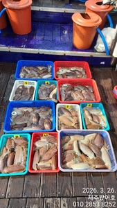 제주왔어호((9.77톤)) 3월 26일 갑오징어 조황 선상낚시로 잡은 물고기 조황