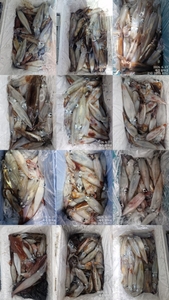 제주왔어호(9.77톤) 6월 26일 야간한치조황 선상낚시로 잡은 물고기 조황