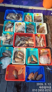 제주왔어호((9.77톤)) 3월 12,13일 갑오징어 조황 선상낚시로 잡은 물고기 조황