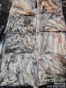 제주왔어호(9.77톤) 7월 1일 야간한치 조황 선상낚시로 잡은 물고기 조황