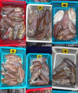 제주왔어호((9.77톤)) 5월 25일 갑오징어 조황 선상낚시로 잡은 물고기 조황