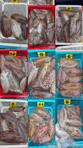 제주왔어호((9.77톤)) 4월 12일 갑오징어 조황 선상낚시로 잡은 물고기 조황