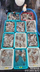 제주왔어호((9.77톤))26년 1월 9일 갑오징어 조황 선상낚시로 잡은 물고기 조황