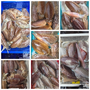 제주왔어호((9.77톤)) 4월 8일 갑오징어 조황 선상낚시로 잡은 물고기 조황