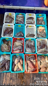 제주왔어호((9.77톤)) 2월 18일 갑오징어 조황 선상낚시로 잡은 물고기 조황