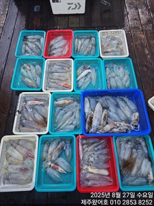 제주왔어호((9.77톤)) 8월 26일 저녁반 27일 새벽반무늬오징어 조 선상낚시로 잡은 물고기 조황