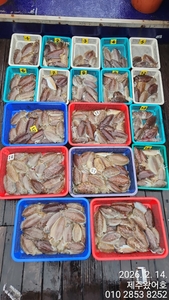 제주왔어호((9.77톤)) 2월 14일 갑오징어 조황 선상낚시로 잡은 물고기 조황