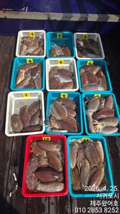 제주왔어호((9.77톤)) 4월 25일 갑오징어 조황 선상낚시로 잡은 물고기 조황