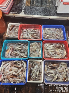 제주왔어호(9.77톤) 6월 19일 야간오징어 한치 조황 선상낚시로 잡은 물고기 조황