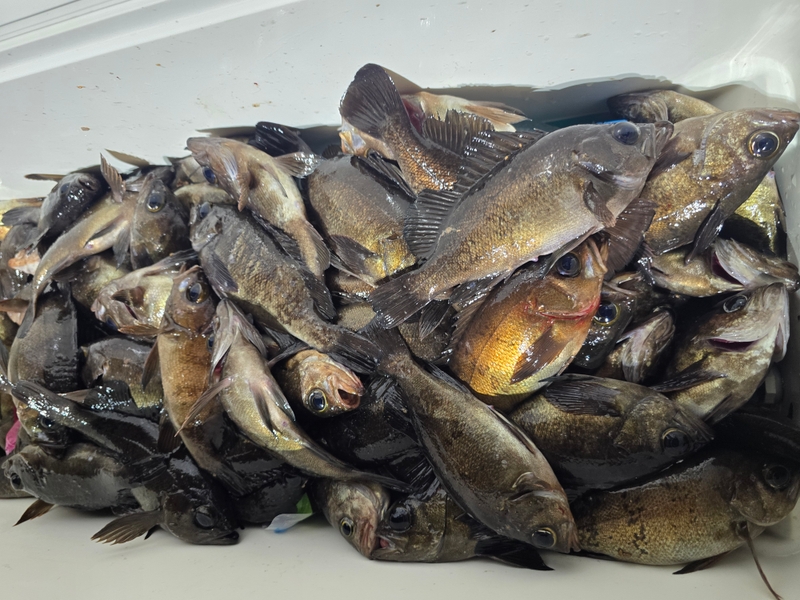 해당 선사를 대표하는 이미지