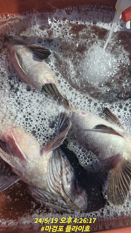 태안플라이호의 조황일지 이미지 - 5