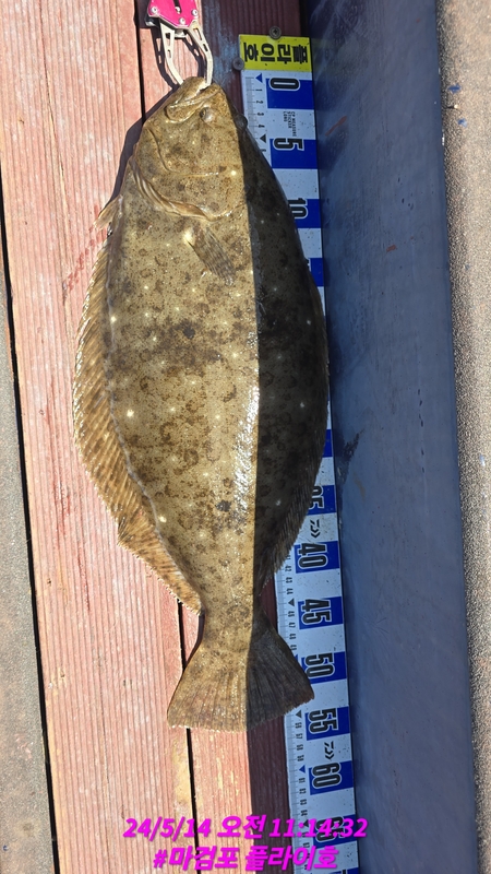 태안플라이호의 조황일지 이미지 - 5