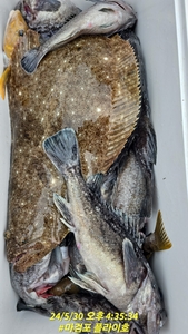 5월30마검포 플라이호 우럭 조황입니다 선상낚시로 잡은 물고기 조황