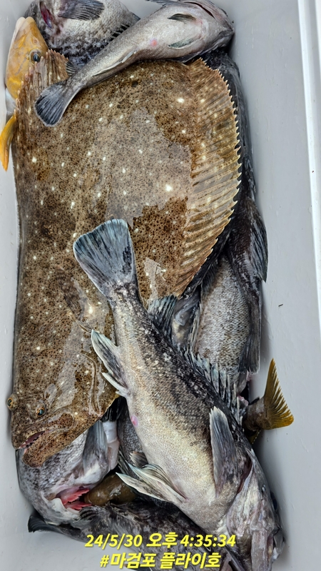 태안플라이호의 조황일지 이미지 - 0