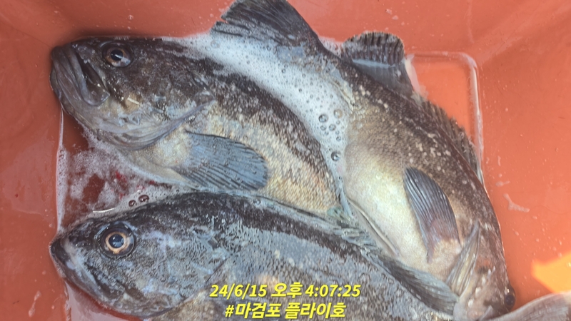 태안플라이호의 조황일지 이미지 - 16