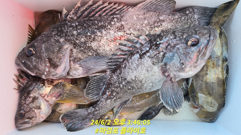 태안플라이호의 조황일지 이미지 - 11