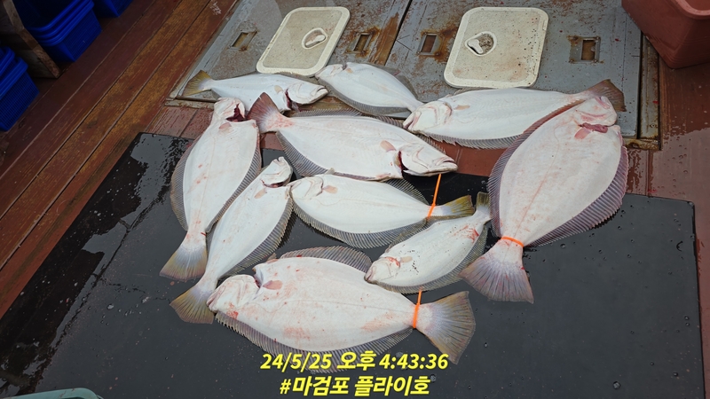 태안플라이호의 조황일지 이미지 - 0