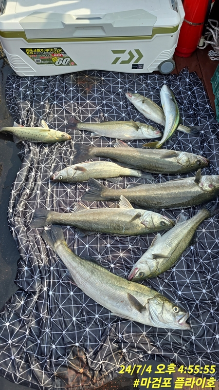 태안플라이호의 조황일지 이미지 - 2