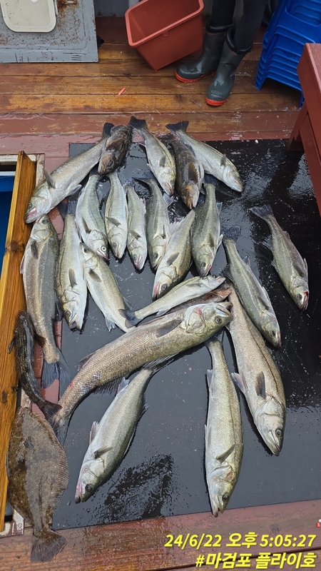 태안플라이호의 조황일지 이미지 - 6