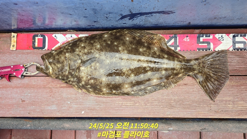 태안플라이호의 조황일지 이미지 - 3