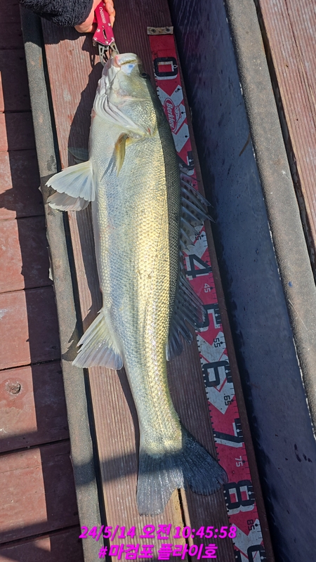 태안플라이호의 조황일지 이미지 - 3