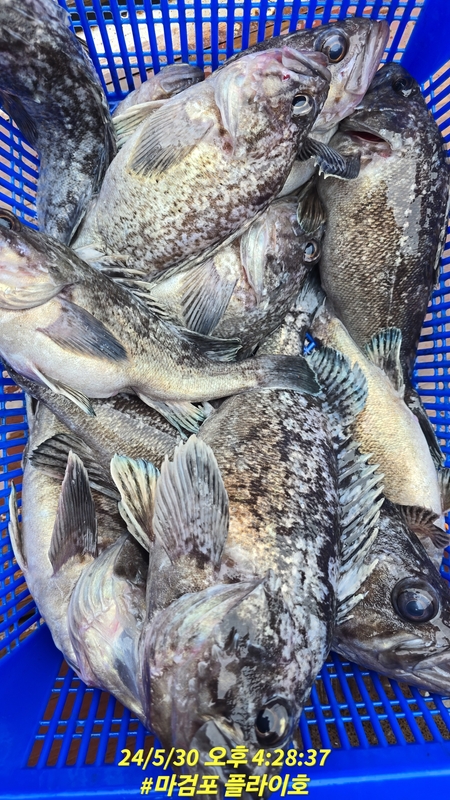 태안플라이호의 조황일지 이미지 - 3