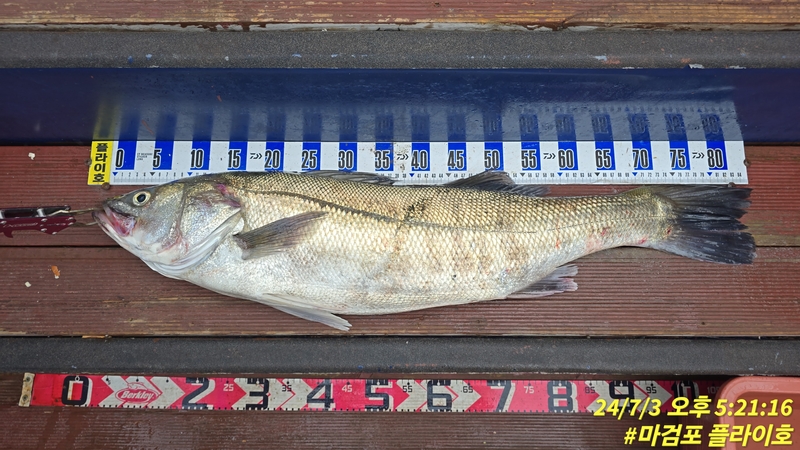 태안플라이호의 조황일지 이미지 - 3